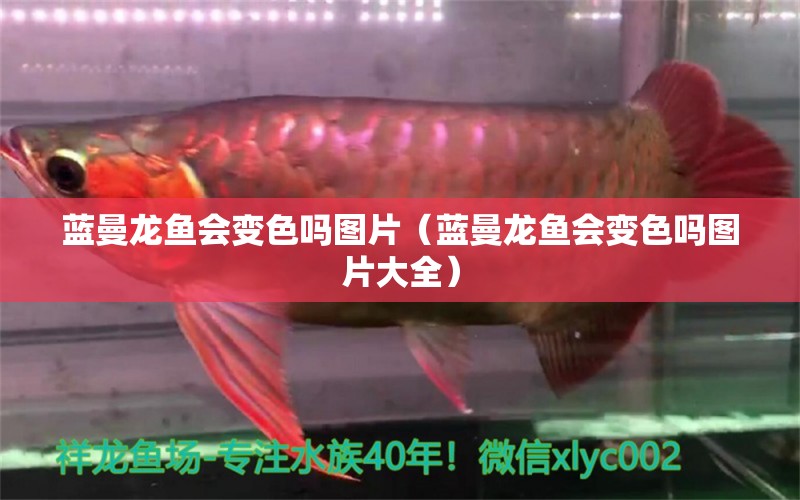 藍曼龍魚會變色嗎圖片（藍曼龍魚會變色嗎圖片大全）