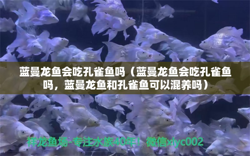 藍(lán)曼龍魚(yú)會(huì)吃孔雀魚(yú)嗎（藍(lán)曼龍魚(yú)會(huì)吃孔雀魚(yú)嗎，藍(lán)曼龍魚(yú)和孔雀魚(yú)可以混養(yǎng)嗎） 水族問(wèn)答 第1張