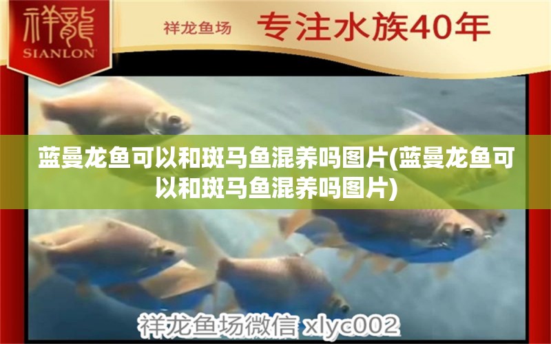 藍曼龍魚可以和斑馬魚混養(yǎng)嗎圖片(藍曼龍魚可以和斑馬魚混養(yǎng)嗎圖片) 狗仔招財貓魚