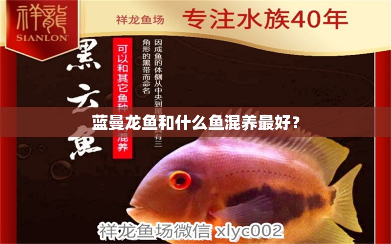 藍(lán)曼龍魚和什么魚混養(yǎng)最好？ 觀賞魚百科