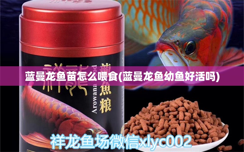 藍(lán)曼龍魚苗怎么喂食(藍(lán)曼龍魚幼魚好活嗎) 觀賞魚 第1張