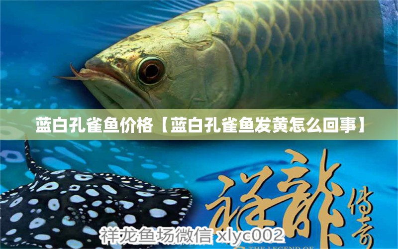 藍(lán)白孔雀魚價(jià)格【藍(lán)白孔雀魚發(fā)黃怎么回事】