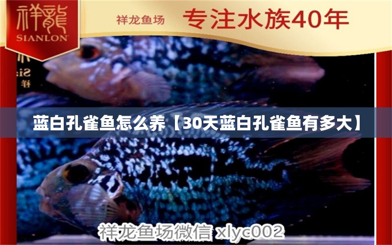 藍(lán)白孔雀魚怎么養(yǎng)【30天藍(lán)白孔雀魚有多大】