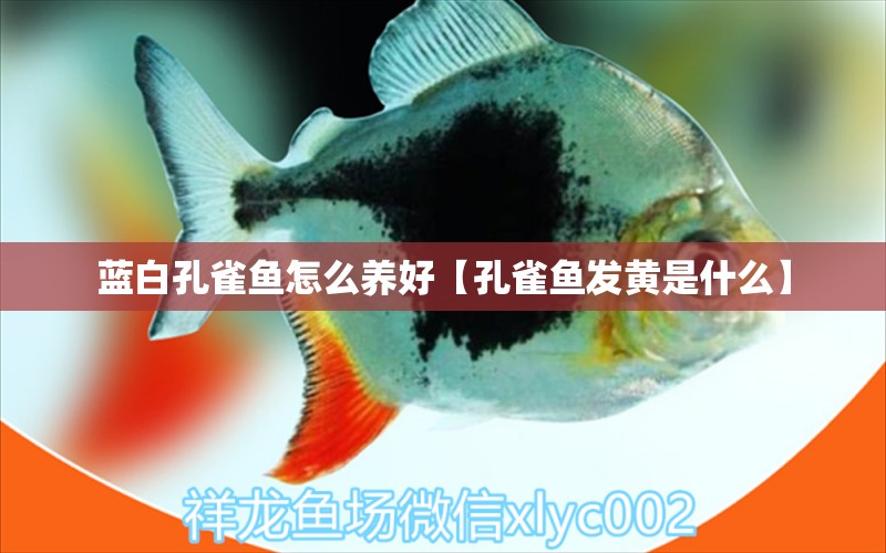 藍(lán)白孔雀魚怎么養(yǎng)好【孔雀魚發(fā)黃是什么】