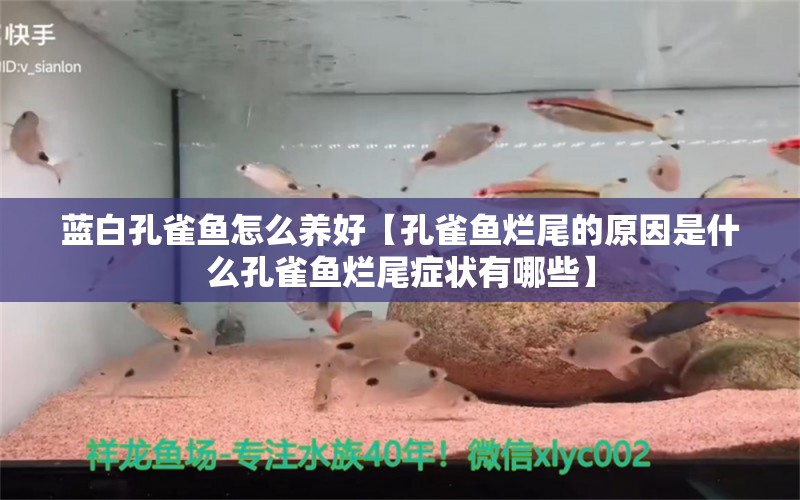 藍(lán)白孔雀魚怎么養(yǎng)好【孔雀魚爛尾的原因是什么孔雀魚爛尾癥狀有哪些】