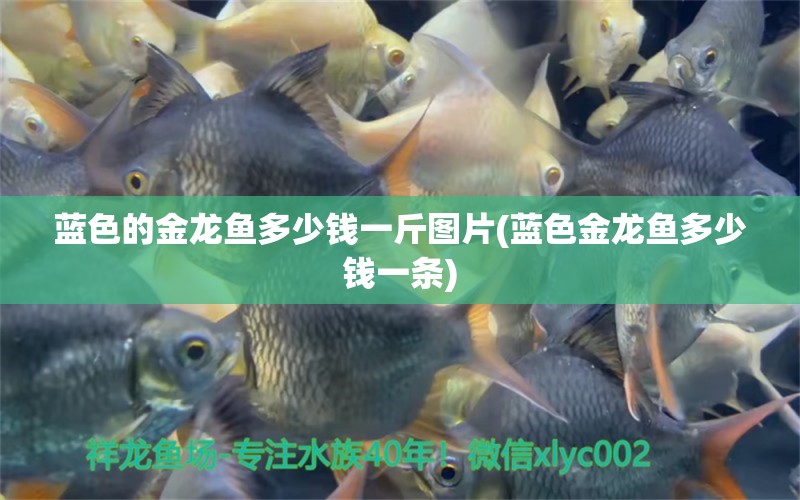 藍色的金龍魚多少錢一斤圖片(藍色金龍魚多少錢一條) ?；?異型虎魚/純色虎魚