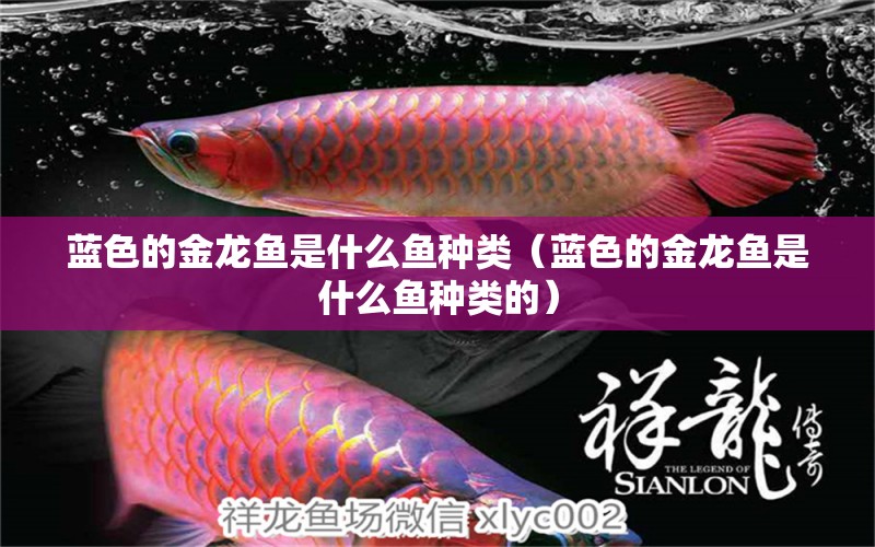 藍色的金龍魚是什么魚種類（藍色的金龍魚是什么魚種類的） 祥龍魚場