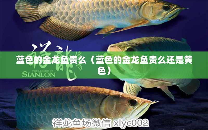 藍(lán)色的金龍魚(yú)貴么（藍(lán)色的金龍魚(yú)貴么還是黃色）