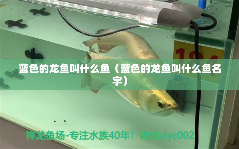 藍色的龍魚叫什么魚（藍色的龍魚叫什么魚名字）