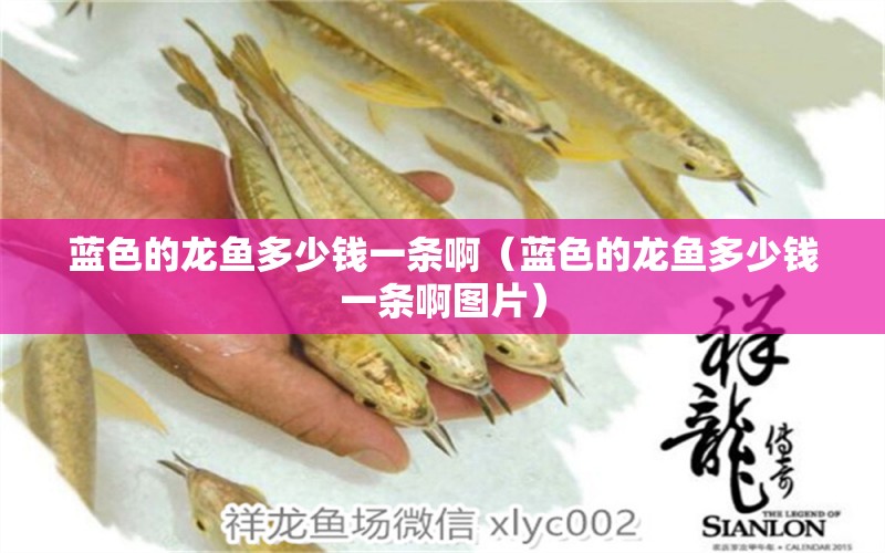 藍色的龍魚多少錢一條?。ㄋ{色的龍魚多少錢一條啊圖片）