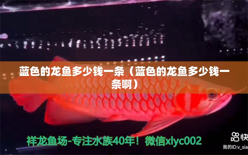 藍色的龍魚多少錢一條（藍色的龍魚多少錢一條?。? title=