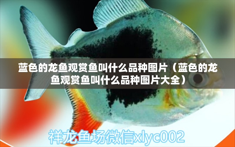 藍(lán)色的龍魚(yú)觀賞魚(yú)叫什么品種圖片（藍(lán)色的龍魚(yú)觀賞魚(yú)叫什么品種圖片大全）