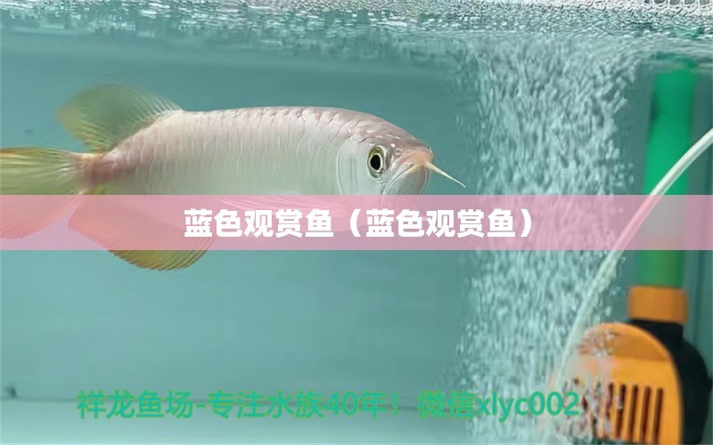 藍(lán)色觀賞魚（藍(lán)色觀賞魚）