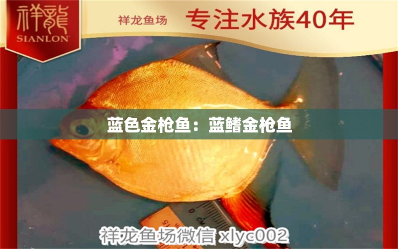 藍色金槍魚：藍鰭金槍魚 黑云魚