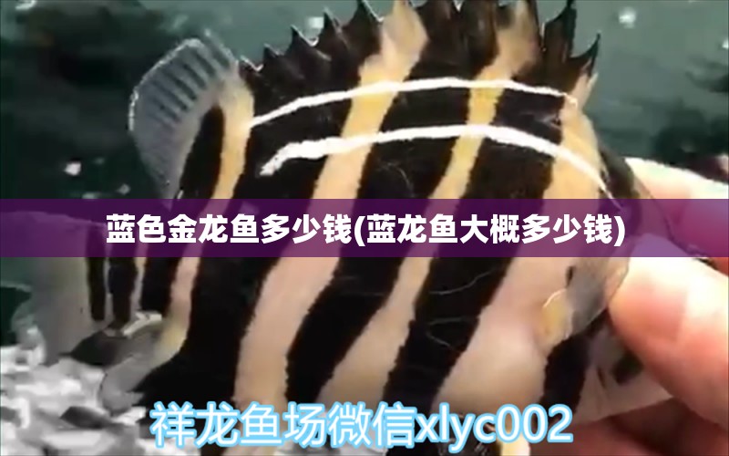 藍色金龍魚多少錢(藍龍魚大概多少錢) 元寶鳳凰魚專用魚糧