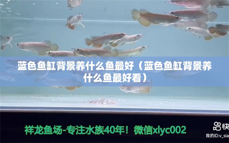 藍(lán)色魚缸背景養(yǎng)什么魚最好（藍(lán)色魚缸背景養(yǎng)什么魚最好看） 觀賞魚市場（混養(yǎng)魚）