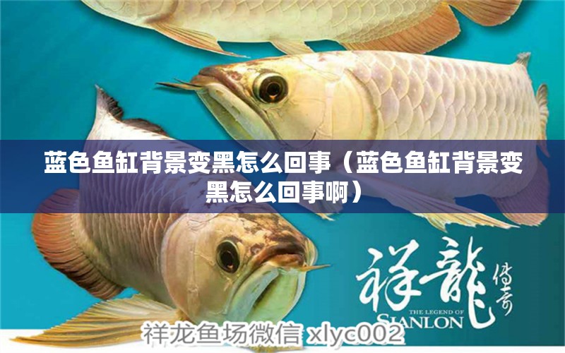 藍(lán)色魚缸背景變黑怎么回事（藍(lán)色魚缸背景變黑怎么回事?。? title=