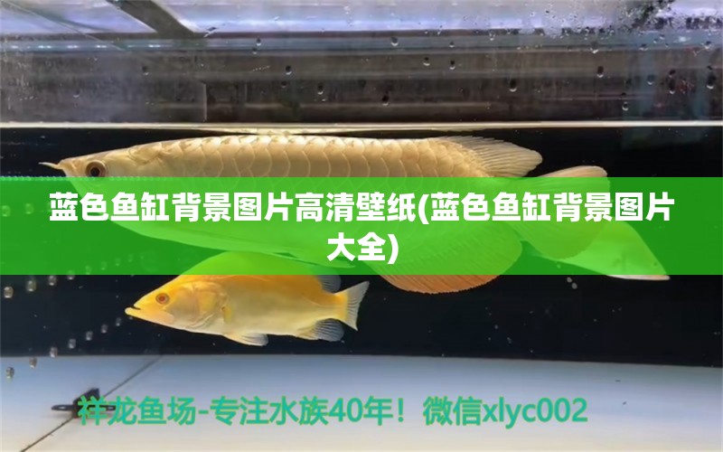 藍色魚缸背景圖片高清壁紙(藍色魚缸背景圖片大全) 過濾設(shè)備