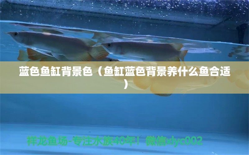 藍(lán)色魚(yú)缸背景色（魚(yú)缸藍(lán)色背景養(yǎng)什么魚(yú)合適）