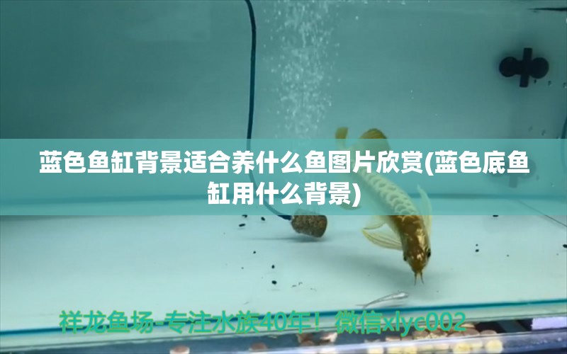 藍(lán)色魚缸背景適合養(yǎng)什么魚圖片欣賞(藍(lán)色底魚缸用什么背景) 帝王三間魚 第1張