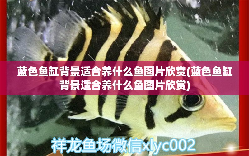 藍色魚缸背景適合養(yǎng)什么魚圖片欣賞(藍色魚缸背景適合養(yǎng)什么魚圖片欣賞)