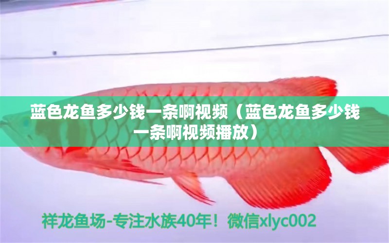 藍(lán)色龍魚多少錢一條啊視頻（藍(lán)色龍魚多少錢一條啊視頻播放）