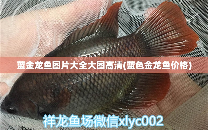 藍(lán)金龍魚(yú)圖片大全大圖高清(藍(lán)色金龍魚(yú)價(jià)格) 蘇虎