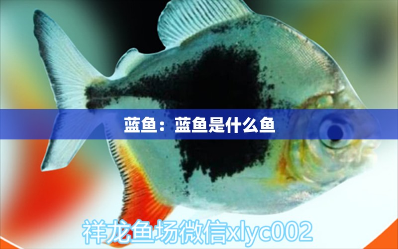 藍(lán)魚：藍(lán)魚是什么魚