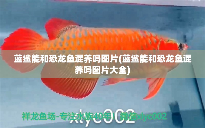 藍(lán)鯊能和恐龍魚混養(yǎng)嗎圖片(藍(lán)鯊能和恐龍魚混養(yǎng)嗎圖片大全) 印尼小紅龍