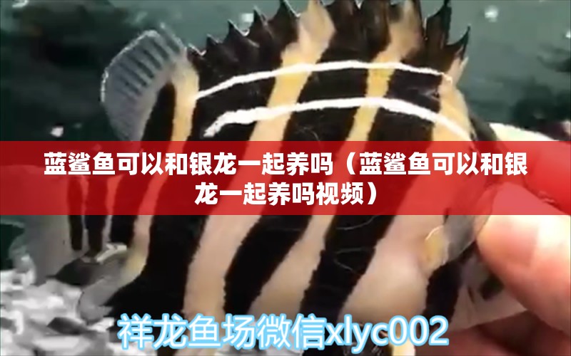 藍鯊魚可以和銀龍一起養(yǎng)嗎（藍鯊魚可以和銀龍一起養(yǎng)嗎視頻）