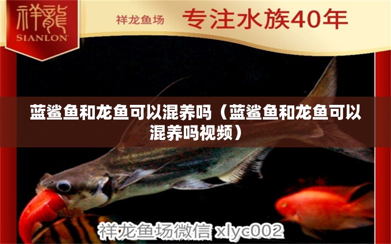 藍鯊魚和龍魚可以混養(yǎng)嗎（藍鯊魚和龍魚可以混養(yǎng)嗎視頻）