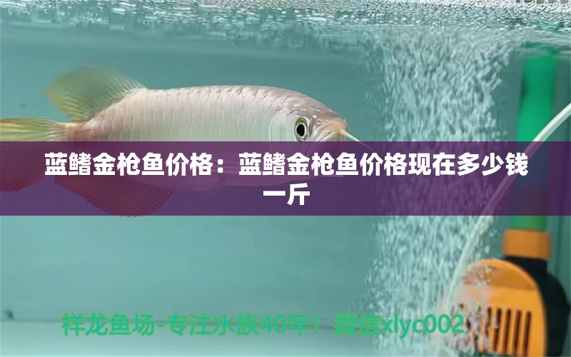 藍(lán)鰭金槍魚價格：藍(lán)鰭金槍魚價格現(xiàn)在多少錢一斤