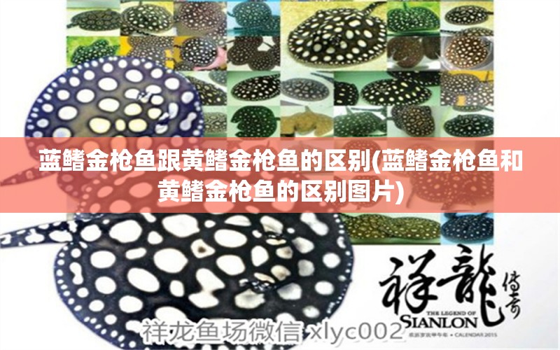 藍鰭金槍魚跟黃鰭金槍魚的區(qū)別(藍鰭金槍魚和黃鰭金槍魚的區(qū)別圖片)