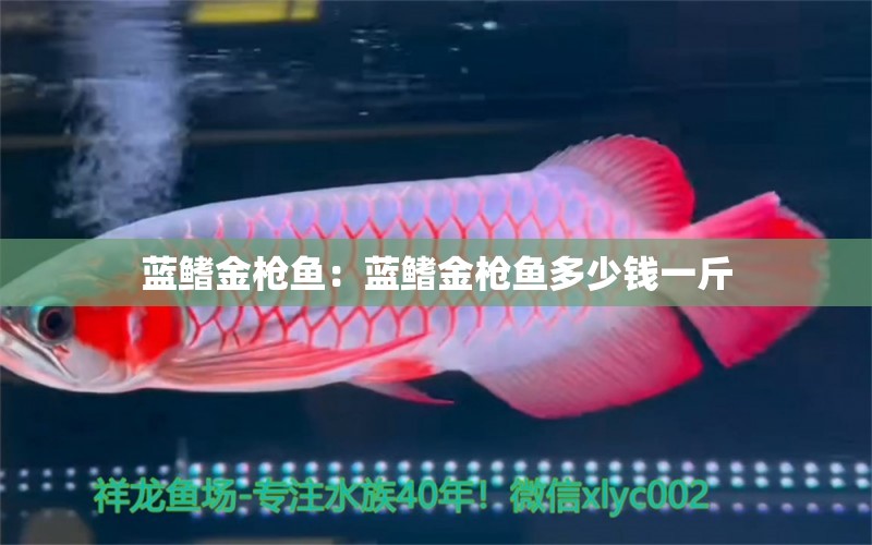 藍(lán)鰭金槍魚：藍(lán)鰭金槍魚多少錢一斤