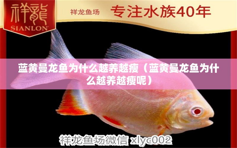 藍(lán)黃曼龍魚(yú)為什么越養(yǎng)越瘦（藍(lán)黃曼龍魚(yú)為什么越養(yǎng)越瘦呢） 大正錦鯉魚(yú)