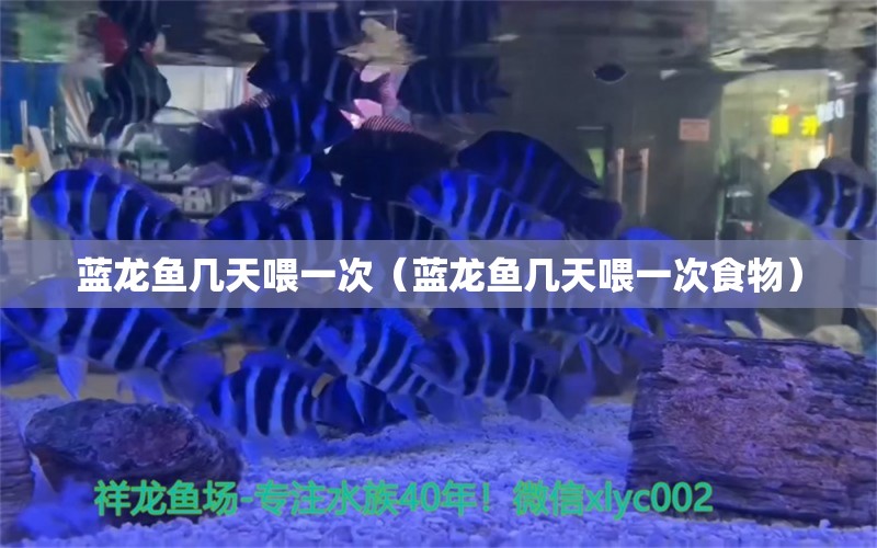 藍(lán)龍魚(yú)幾天喂一次（藍(lán)龍魚(yú)幾天喂一次食物）