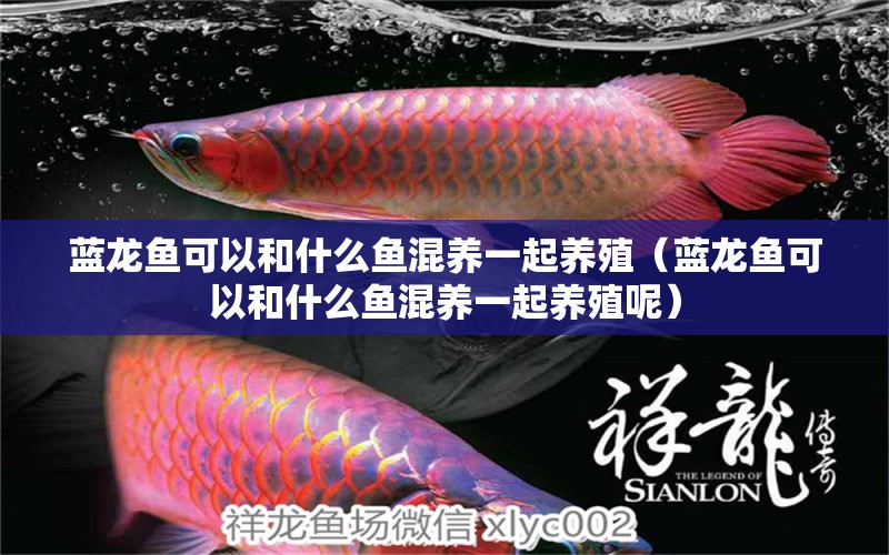 藍(lán)龍魚可以和什么魚混養(yǎng)一起養(yǎng)殖（藍(lán)龍魚可以和什么魚混養(yǎng)一起養(yǎng)殖呢） 祥龍水族醫(yī)院