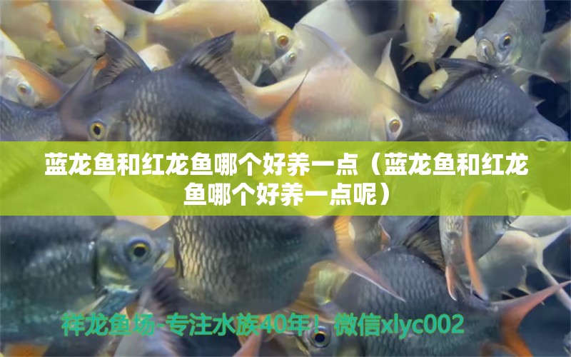 藍(lán)龍魚(yú)和紅龍魚(yú)哪個(gè)好養(yǎng)一點(diǎn)（藍(lán)龍魚(yú)和紅龍魚(yú)哪個(gè)好養(yǎng)一點(diǎn)呢） 廣州水族器材濾材批發(fā)市場(chǎng)