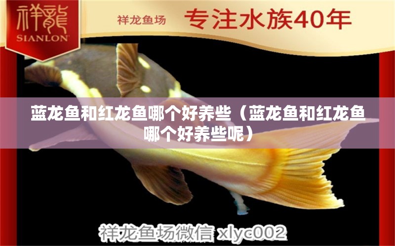 藍龍魚和紅龍魚哪個好養(yǎng)些（藍龍魚和紅龍魚哪個好養(yǎng)些呢） 祥龍水族醫(yī)院