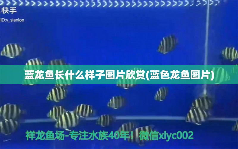 藍(lán)龍魚長(zhǎng)什么樣子圖片欣賞(藍(lán)色龍魚圖片)