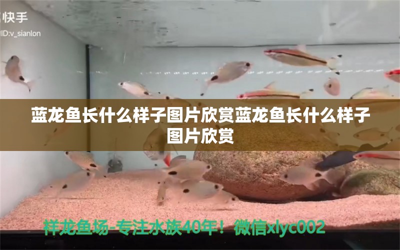 藍(lán)龍魚長什么樣子圖片欣賞藍(lán)龍魚長什么樣子圖片欣賞 觀賞魚 第1張