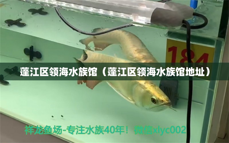 蓬江區(qū)領(lǐng)海水族館（蓬江區(qū)領(lǐng)海水族館地址）