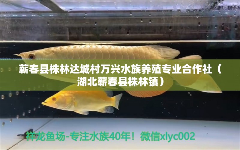 蘄春縣株林達(dá)城村萬興水族養(yǎng)殖專業(yè)合作社（湖北蘄春縣株林鎮(zhèn)） 全國水族館企業(yè)名錄