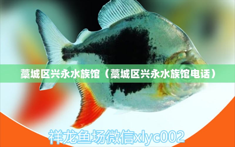 藁城區(qū)興永水族館（藁城區(qū)興永水族館電話）