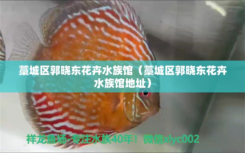 藁城區(qū)郭曉東花卉水族館（藁城區(qū)郭曉東花卉水族館地址）