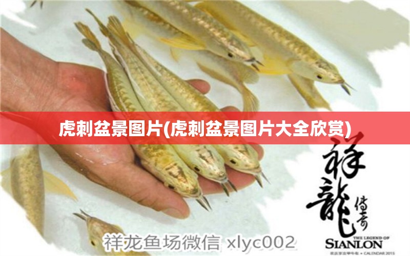 虎刺盆景圖片(虎刺盆景圖片大全欣賞) 杰西卡恐龍魚