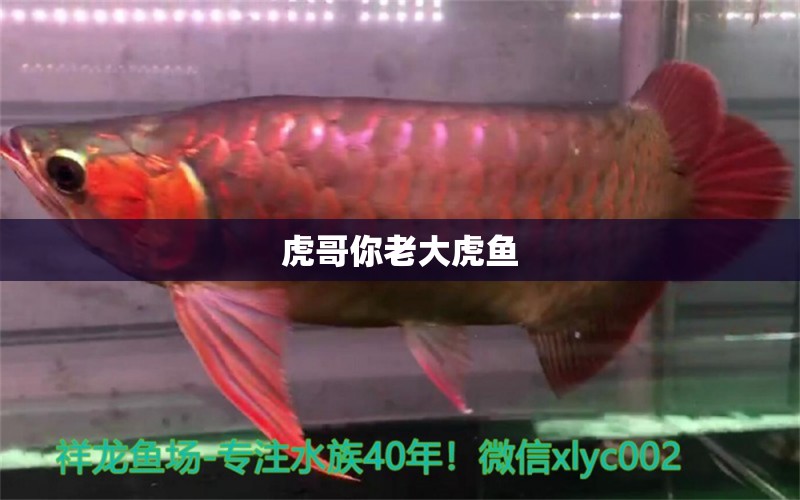 虎哥你老大虎魚 虎魚百科 第4張