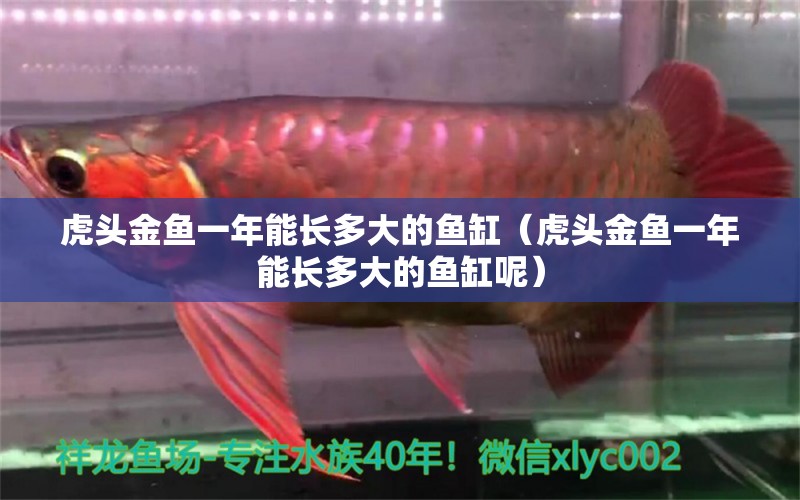 虎頭金魚一年能長多大的魚缸（虎頭金魚一年能長多大的魚缸呢）