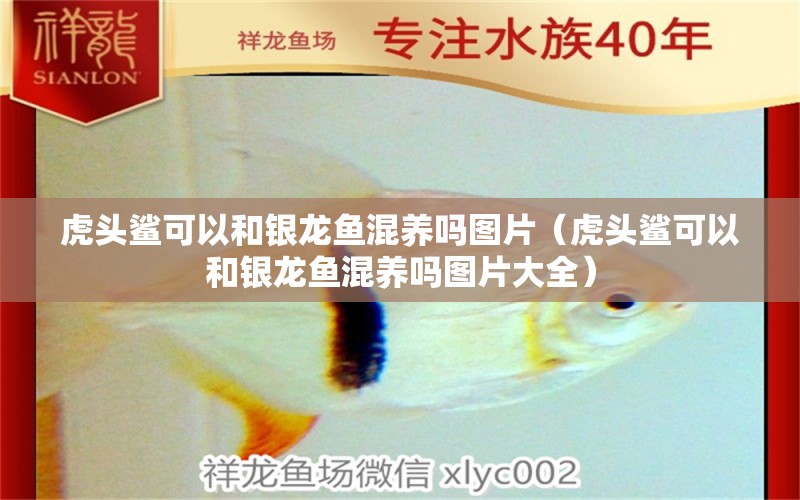 虎頭鯊可以和銀龍魚混養(yǎng)嗎圖片（虎頭鯊可以和銀龍魚混養(yǎng)嗎圖片大全）