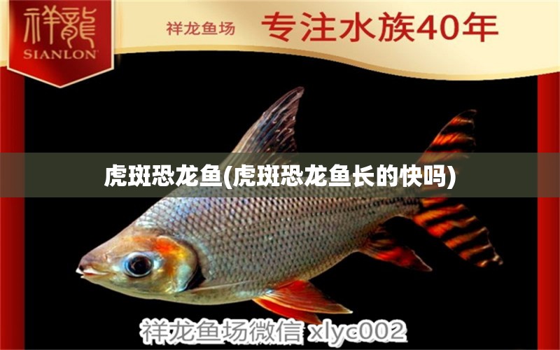 虎斑恐龍魚(yú)(虎斑恐龍魚(yú)長(zhǎng)的快嗎) 虎斑恐龍魚(yú)